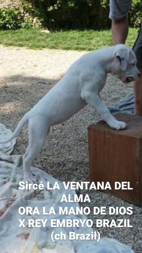 La Ventana Del Alma - Chiot disponible  - Dogo Argentino