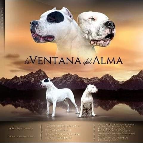 La Ventana Del Alma - Dogo Argentino - Portée née le 04/06/2021