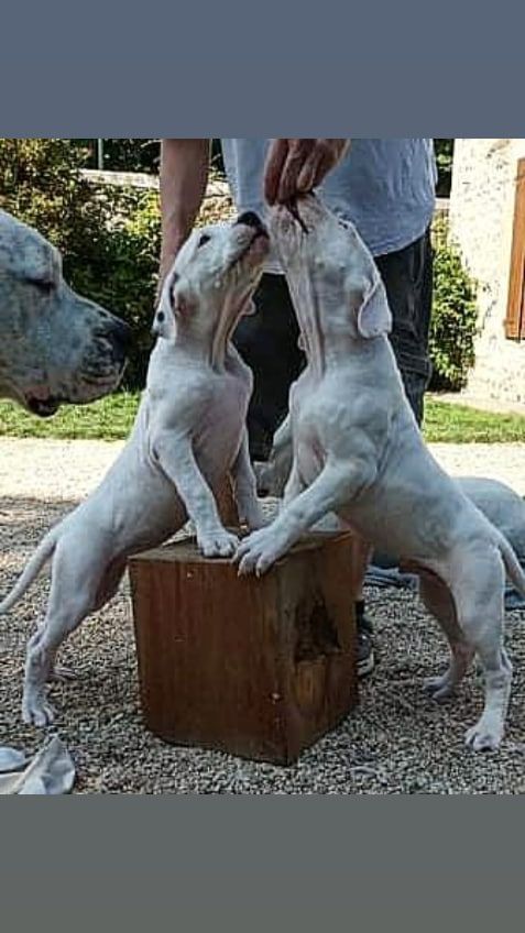 La Ventana Del Alma - Chiots disponibles - Dogo Argentino