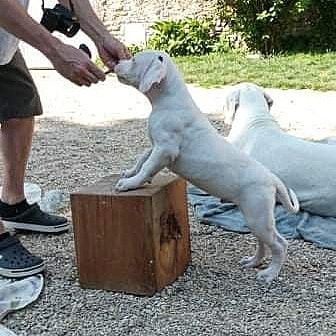 La Ventana Del Alma - Chiots disponibles - Dogo Argentino