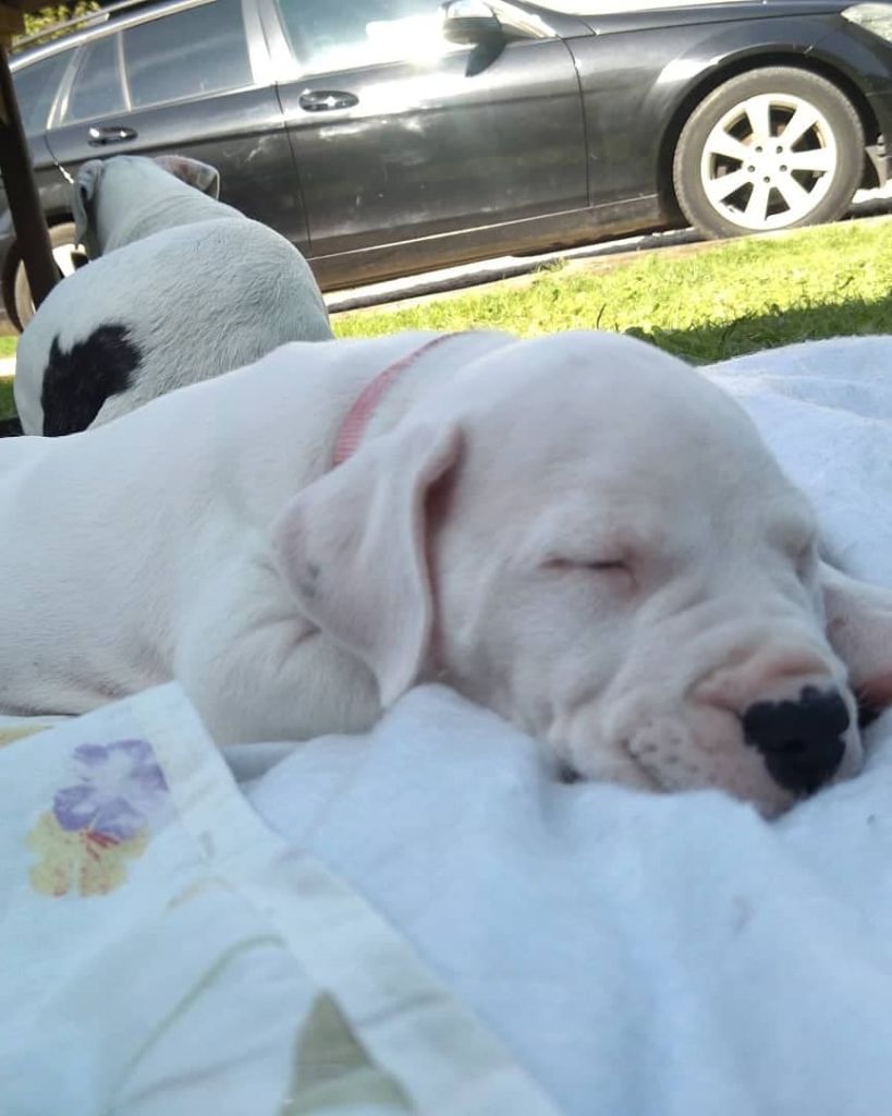 La Ventana Del Alma - Chiots disponibles - Dogo Argentino